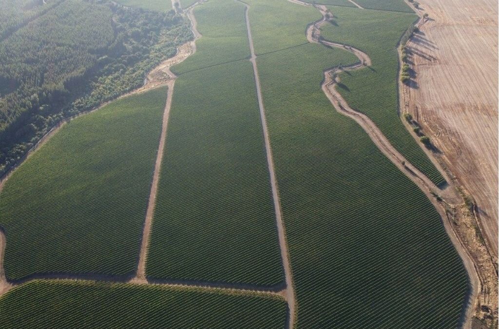 Fundo Agrícola Mulchén